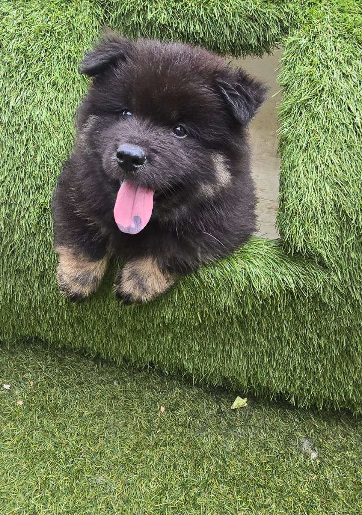 Kassouloa - Chiots disponibles - Eurasier