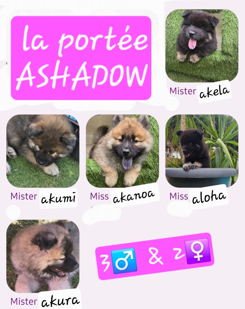 Kassouloa - Eurasier - Portée née le 28/06/2025