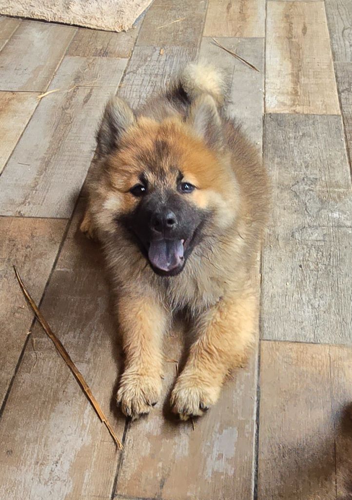 Kassouloa - Chiots disponibles - Eurasier