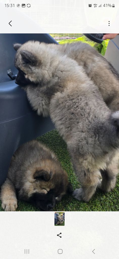 Kassouloa - Chiots disponibles - Eurasier
