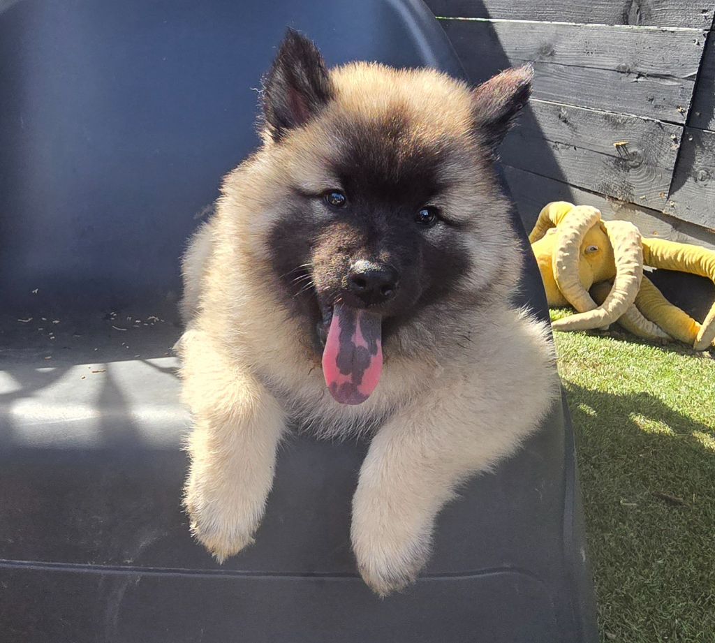 Kassouloa - Chiots disponibles - Eurasier