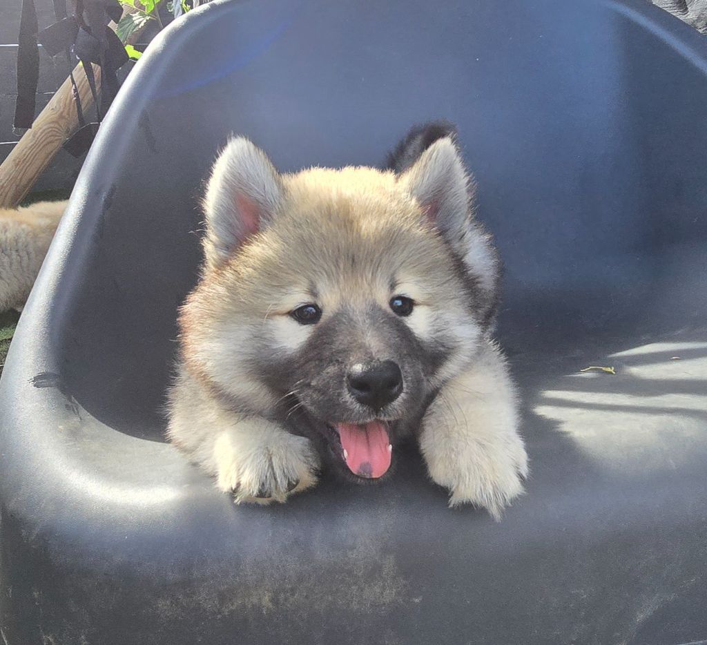 Kassouloa - Eurasier - Portée née le 14/04/2025