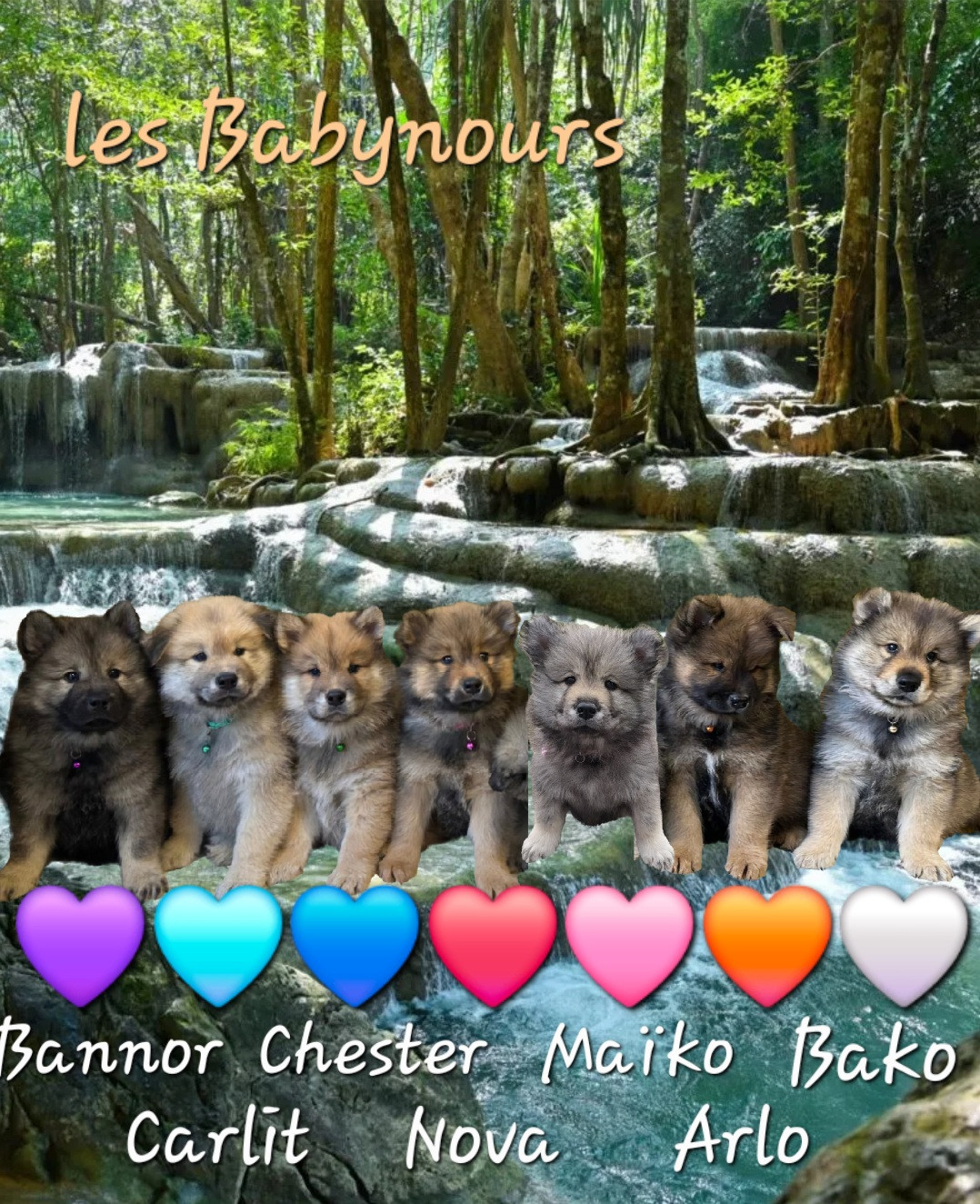 Kassouloa - Eurasier - Portée née le 16/01/2026