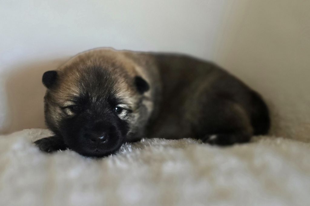 Kassouloa - Chiots disponibles - Eurasier