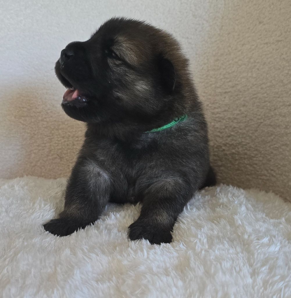 Kassouloa - Chiots disponibles - Eurasier
