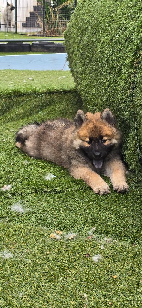 Kassouloa - Chiots disponibles - Eurasier