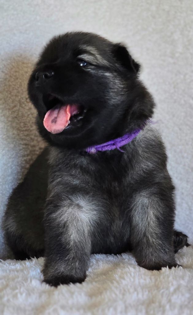 Kassouloa - Chiots disponibles - Eurasier