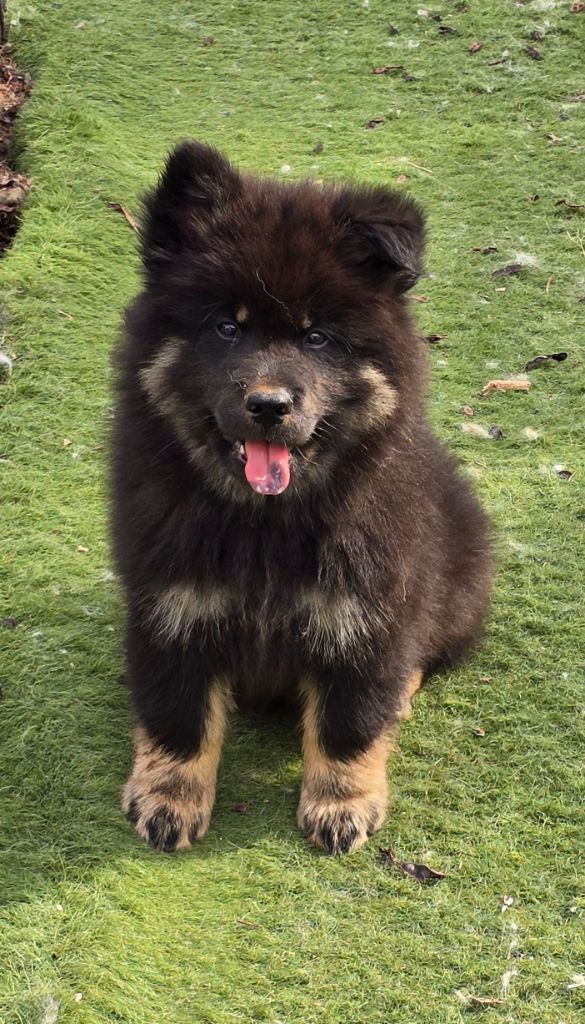 Kassouloa - Chiots disponibles - Eurasier