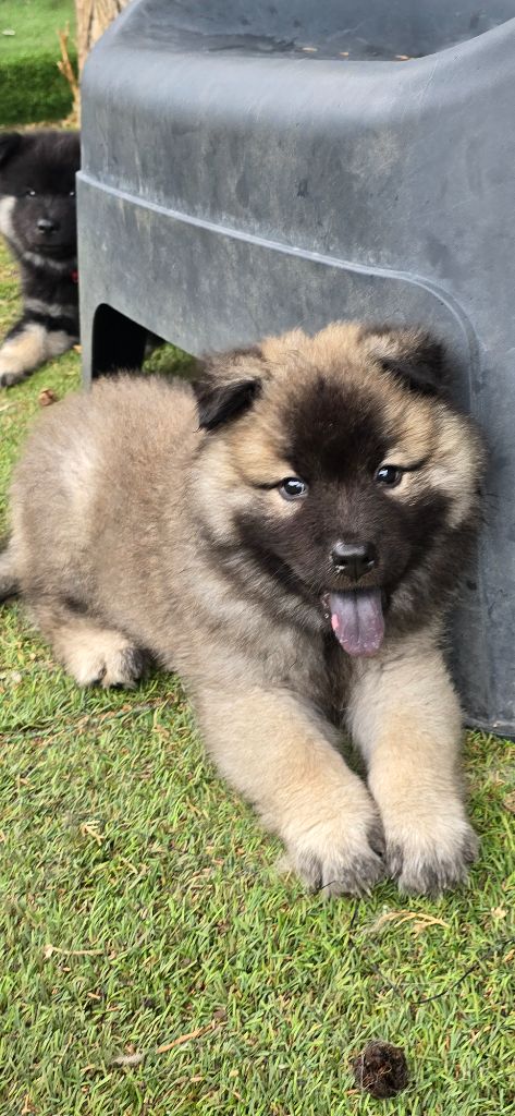 Kassouloa - Chiots disponibles - Eurasier