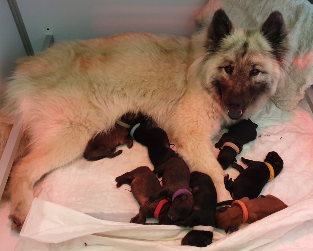 Kassouloa - Eurasier - Portée née le 10/06/2020