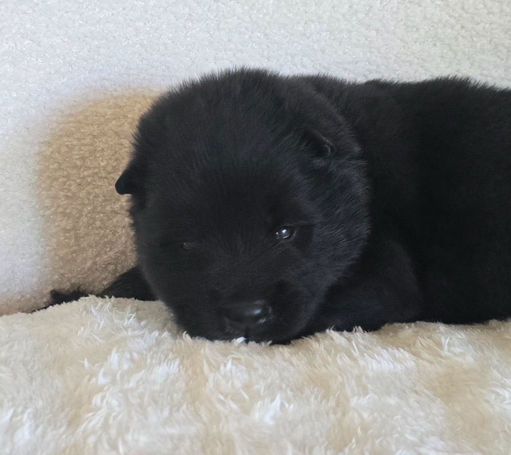 Kassouloa - Chiots disponibles - Eurasier