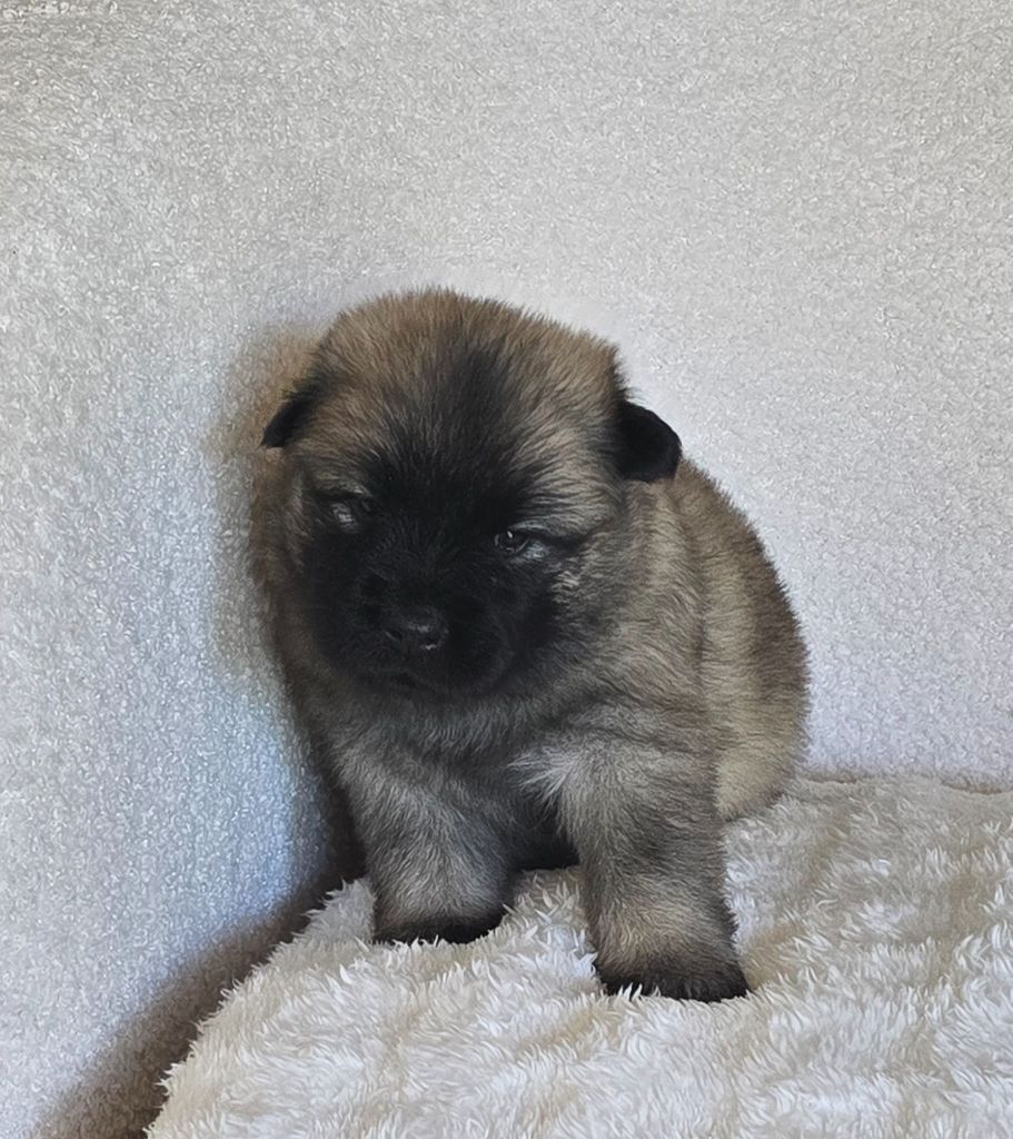 Kassouloa - Chiots disponibles - Eurasier