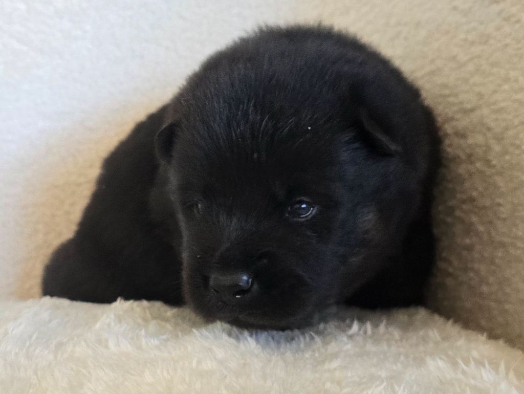 Kassouloa - Chiots disponibles - Eurasier