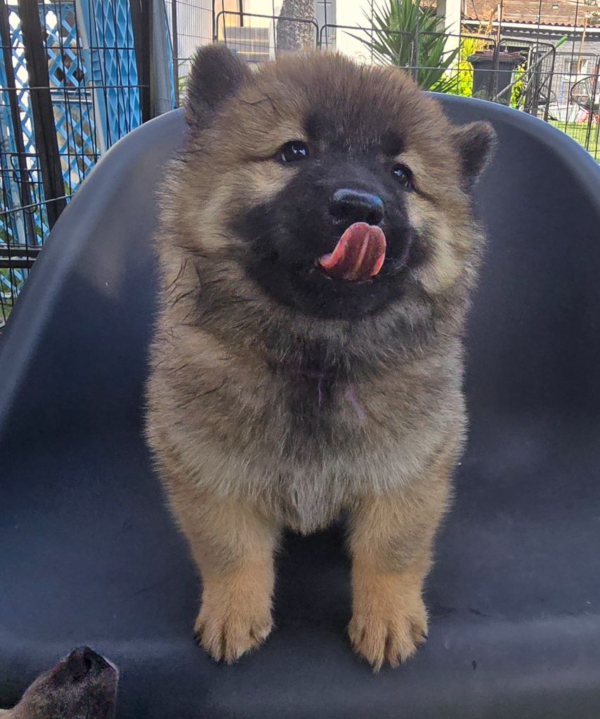 Kassouloa - Chiots disponibles - Eurasier