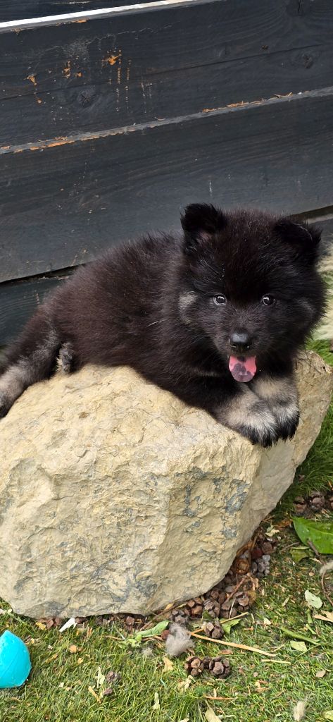 Kassouloa - Chiots disponibles - Eurasier