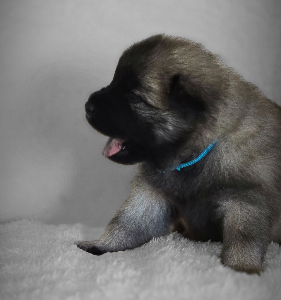 Kassouloa - Chiots disponibles - Eurasier