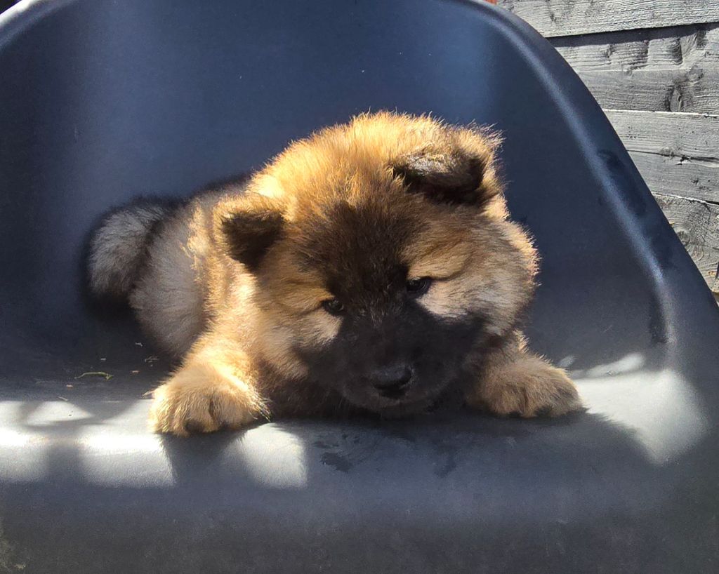 Kassouloa - Chiots disponibles - Eurasier