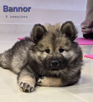 Bannor