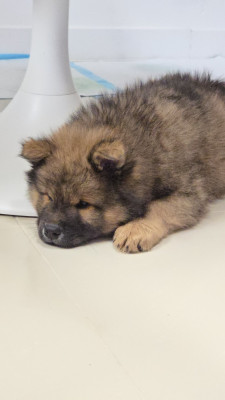 Arlo