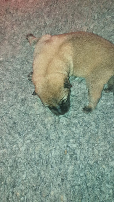 CHIOT sable