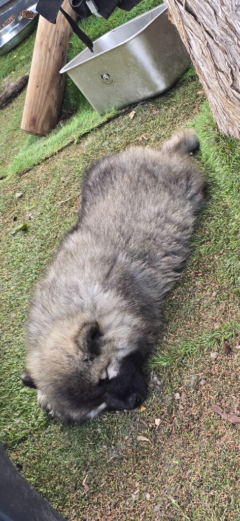 Kassouloa - Chiots disponibles - Eurasier