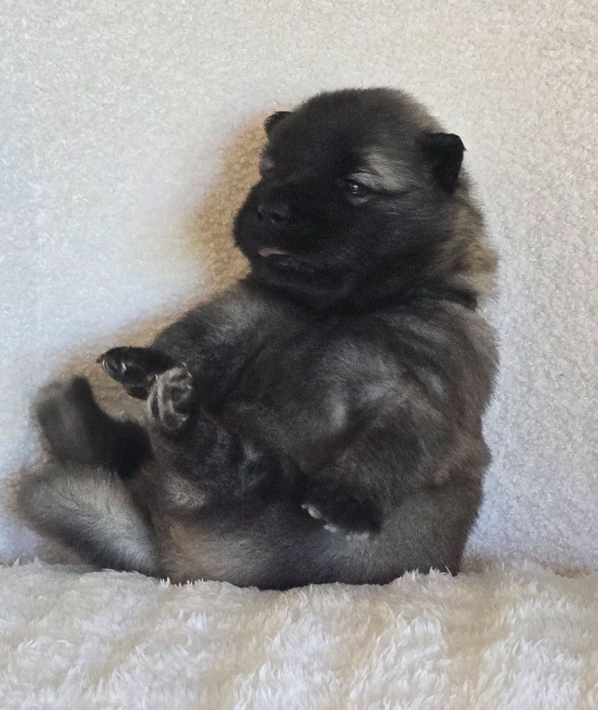 Kassouloa - Chiots disponibles - Eurasier