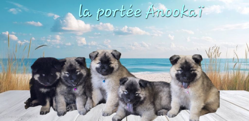Kassouloa - Eurasier - Portée née le 22/06/2025