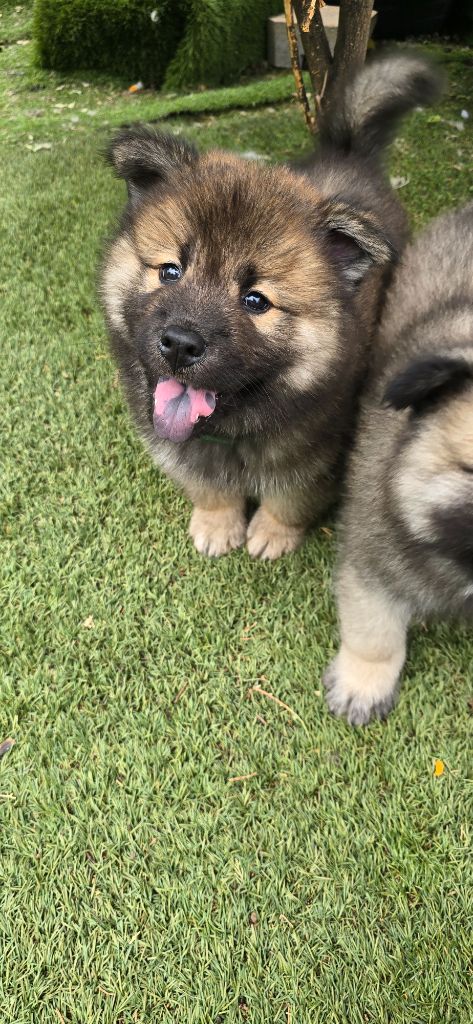 Kassouloa - Chiots disponibles - Eurasier
