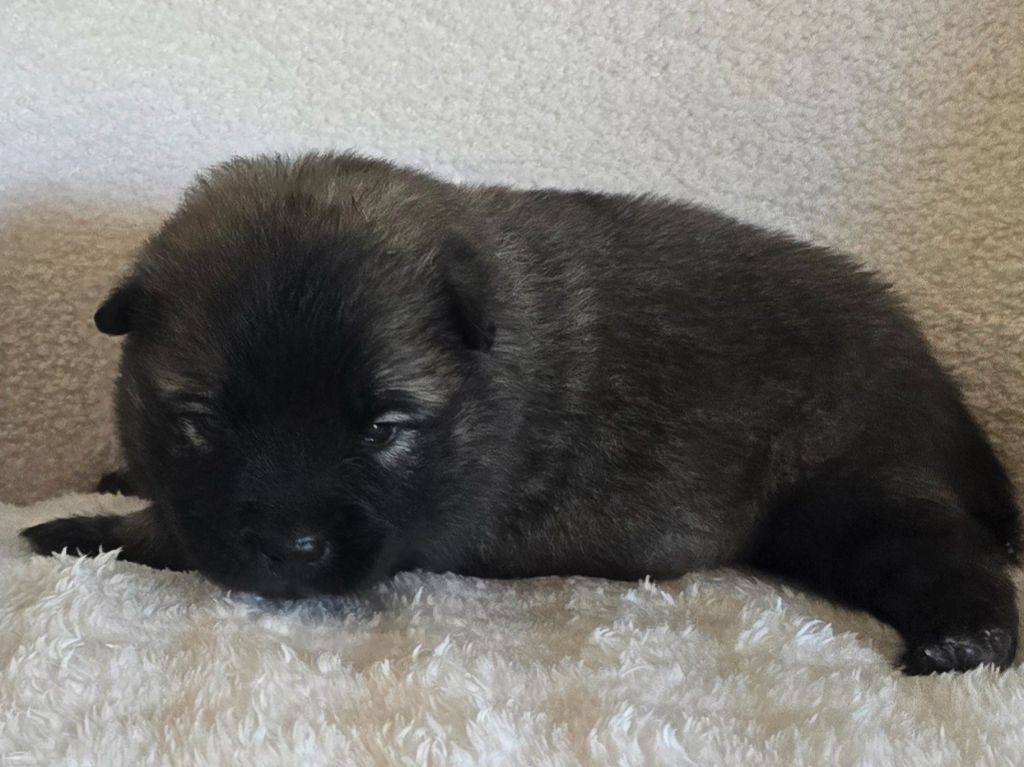 Kassouloa - Chiots disponibles - Eurasier