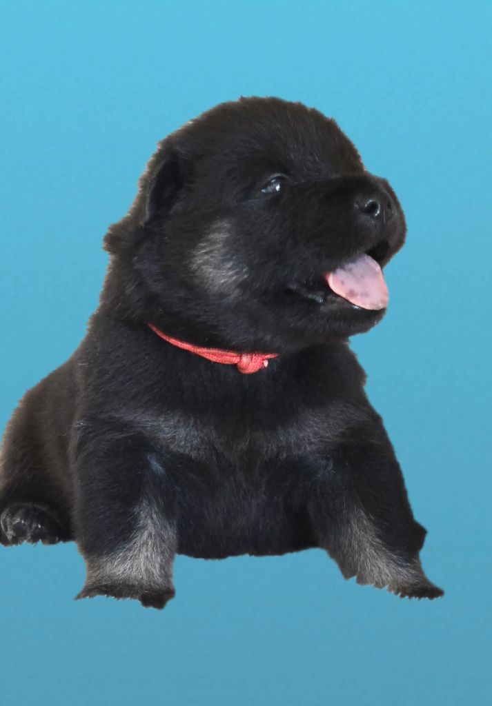 Kassouloa - Chiots disponibles - Eurasier